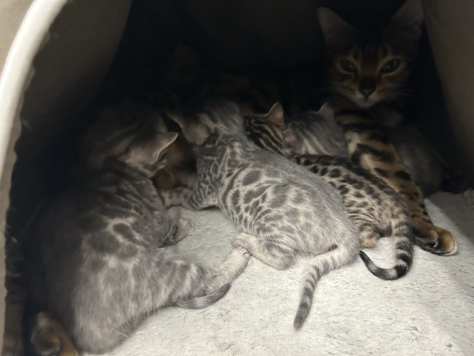 Бенгальские котята