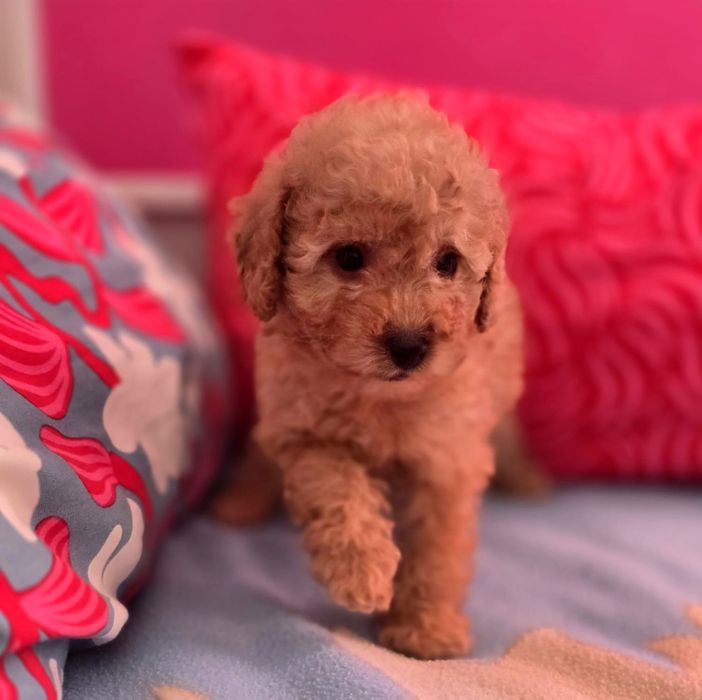 Suczka mini goldendoodle