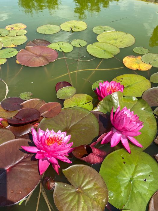 Водяная Лилия ( нимфея) Tan Khwan