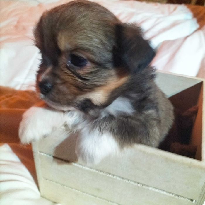 Pequenez fêmea linda