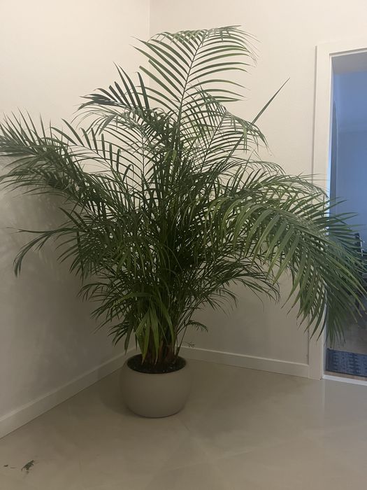 Sprzedam Palma Areka