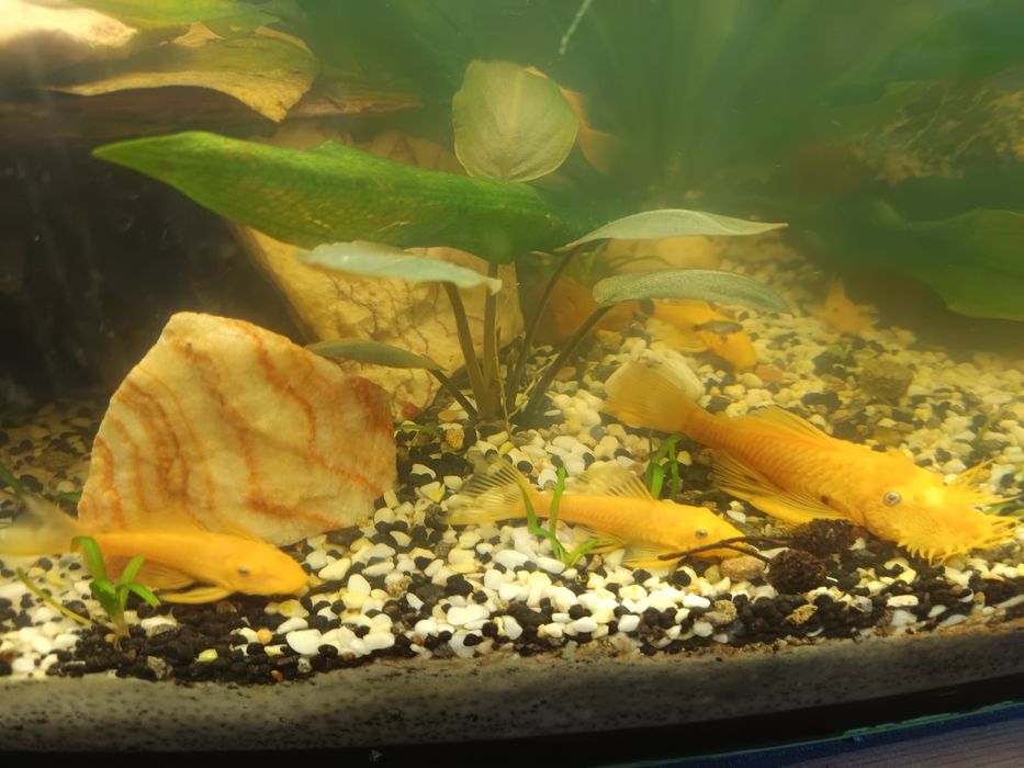 Glonojad L144 młode