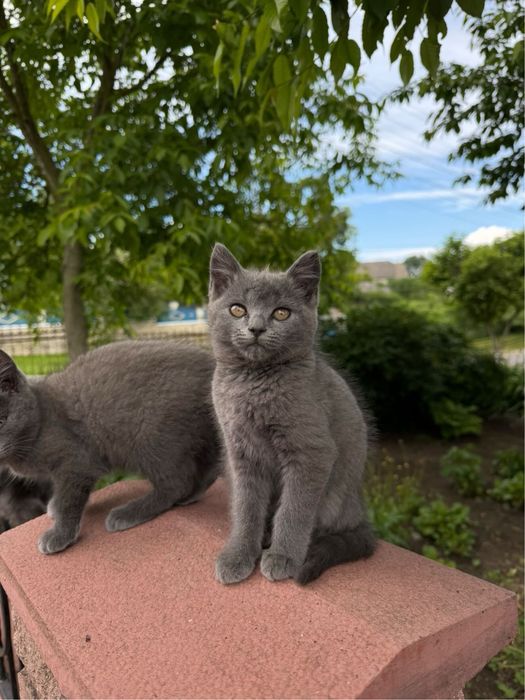 Продаємо котики-британці