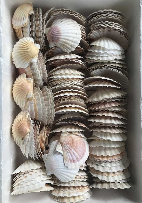 Conchas de Vieiras com Tampa