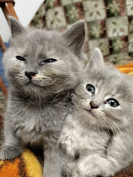 Кошенята, котики