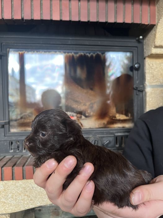 Yorkshire terrier, york, chlopiec, brązowy ,choco, chocolate pies