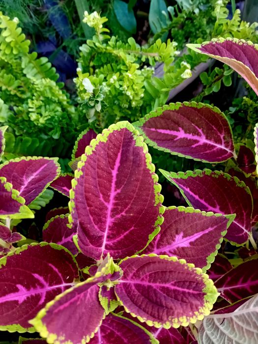 Coleus Solenostemon scutellarioides
