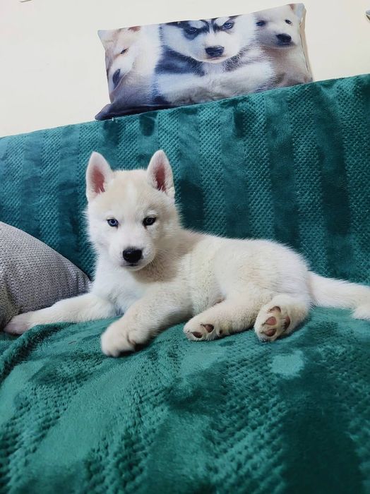 Siberian Husky niebieskooki po InterChampionach zkwp fci Siberian Husk