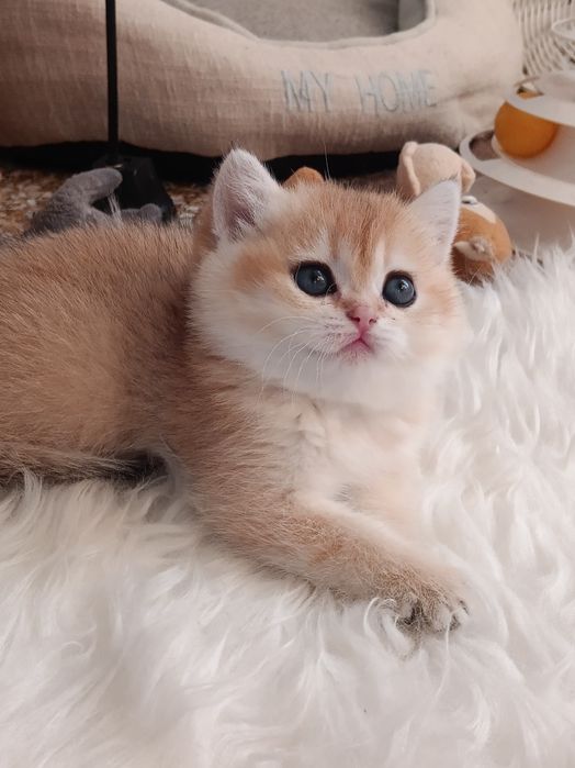 Чарівна красунечка