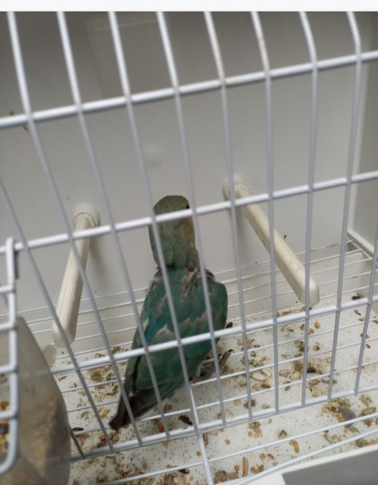 Agapornis  roseicollisn