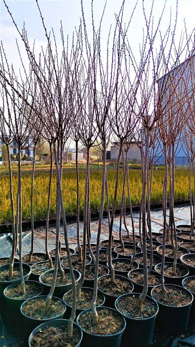 Migdałek różowy biały