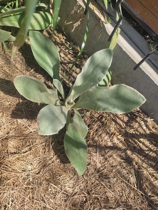 Firletka kwiecista omszona, sadzonki kopane z gruntu