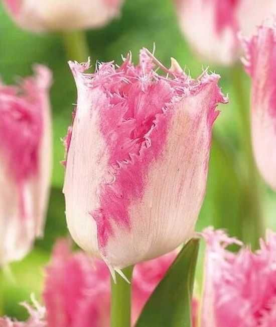 Tulipany fryzowane Huis ten Bosch 100 cebulek za 59 zł