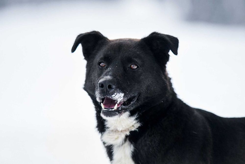 TORTOS - kruczoczarny, spokojny i przyjacielski dżentelmen