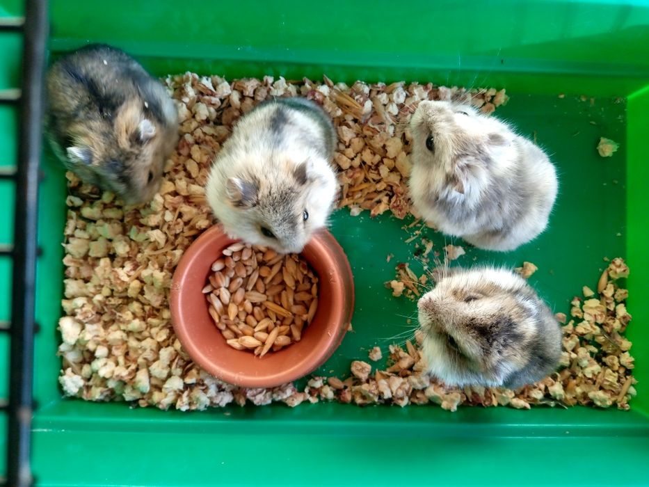 Джунгарский хомяк