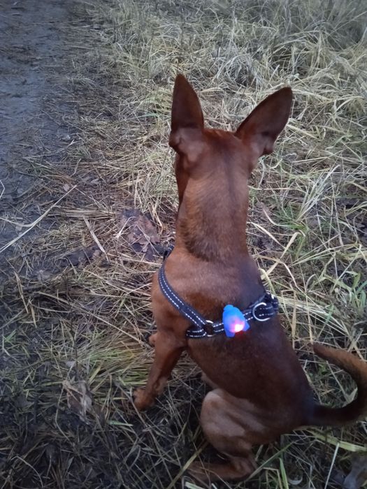 Цвергпинчер кобель для вязки