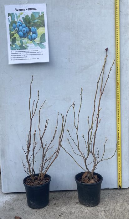 Лохина саджанці / голубика саженцы 2–5 років | великі кущі