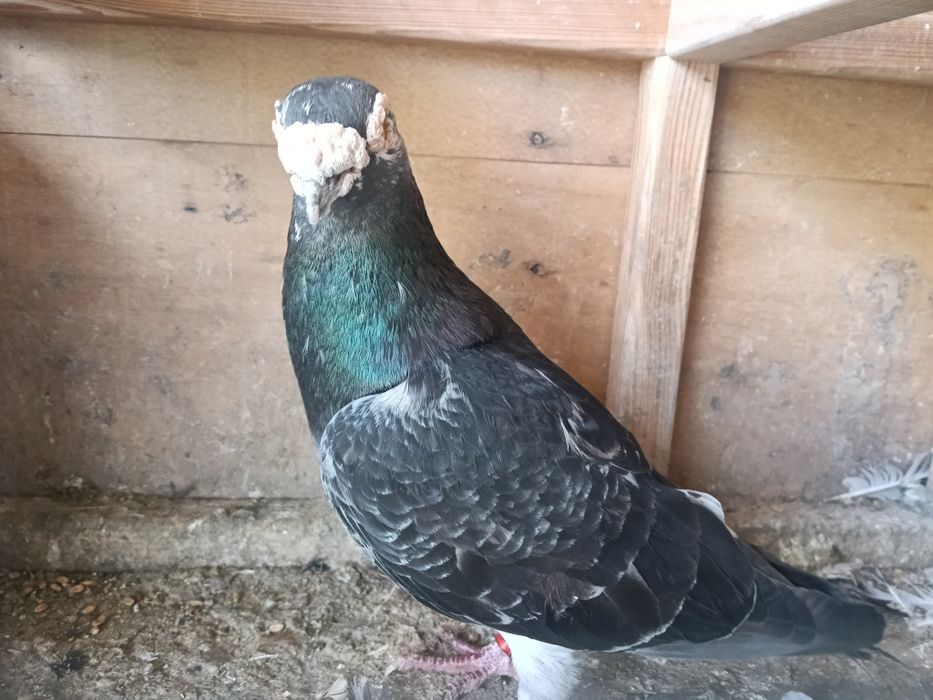 Gołębie pocztowe - piękne Narości