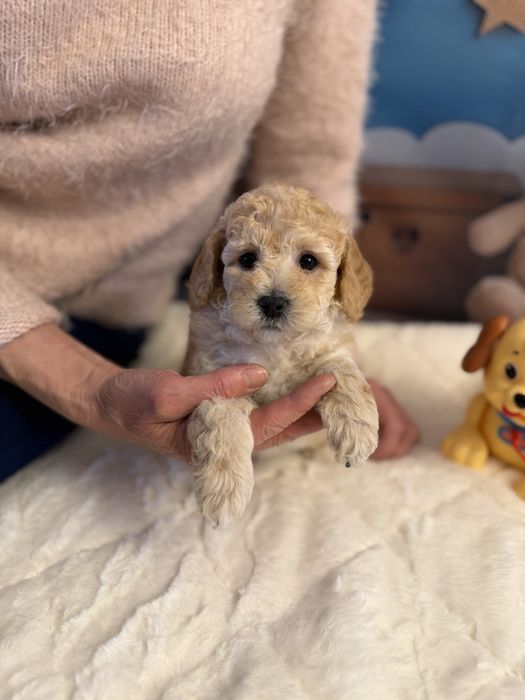 Bichpoo-poochon maltipoo