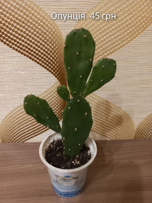 Наявність кімнатних рослин