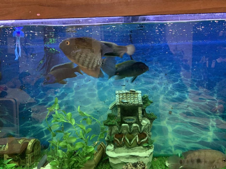 Акваріум діючий ,німецького виробництва