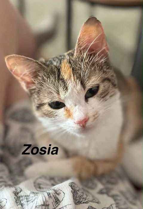 Zosia błaga o szanse