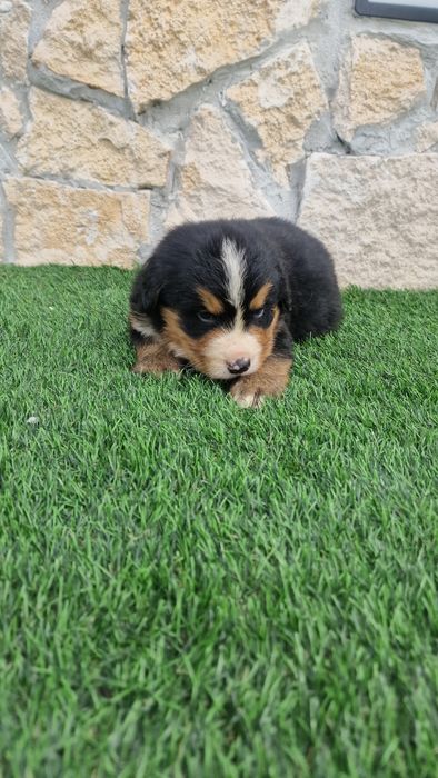Boiadeiro de Berna/ Bouvier Bernois macho com LOP