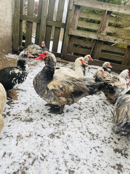 Kaczory i kaczki francuskie / piżmowe niebieskie