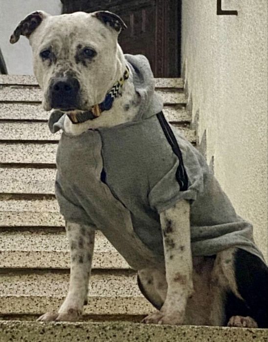 Cadela Pitbull para adoção responsável