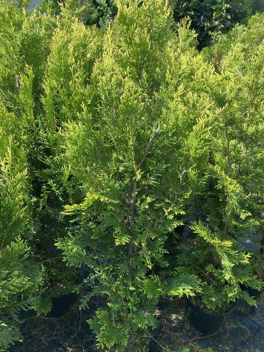 Thuja, Tuja Kórnik, 100-140cm, doniczka, 600538600