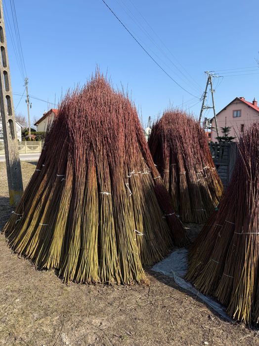 Surowa zielona wiklina