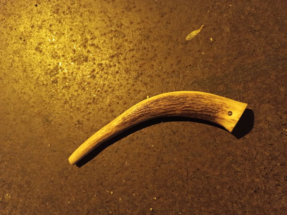 Corno / chifre com cerca de um palmo.