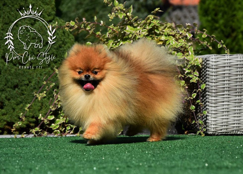Szpic miniaturowy Pomeranian ZKwP FCI
