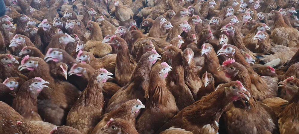 Kury z jajkiem ! Młode NIOSKI z Hodowli ! Leghorn Messa Rossa Dominant