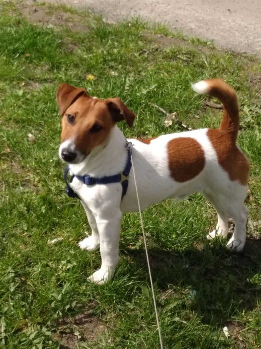 В'язка Джек Рассел Тер'єр