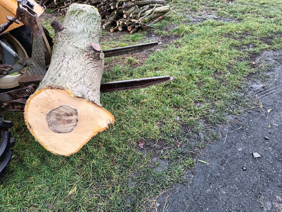 Orzech włoski pień kłoda