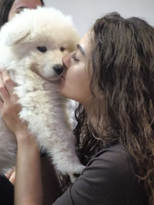 Samoyedy suczki ZKwP/FCI