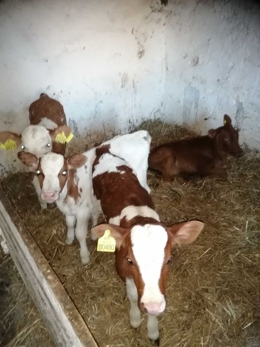 Cielaki jalowki bydło