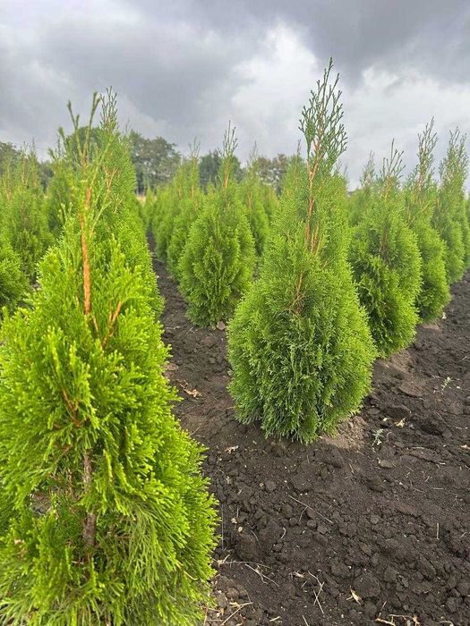 Туя Смарагд. Найнижчі ціни!