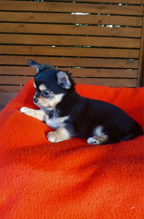Piękny piesek chihuahua długowłosy