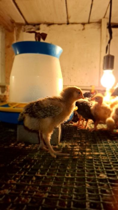 Мясо-яєчні курчата, індики, качки, перепілки.