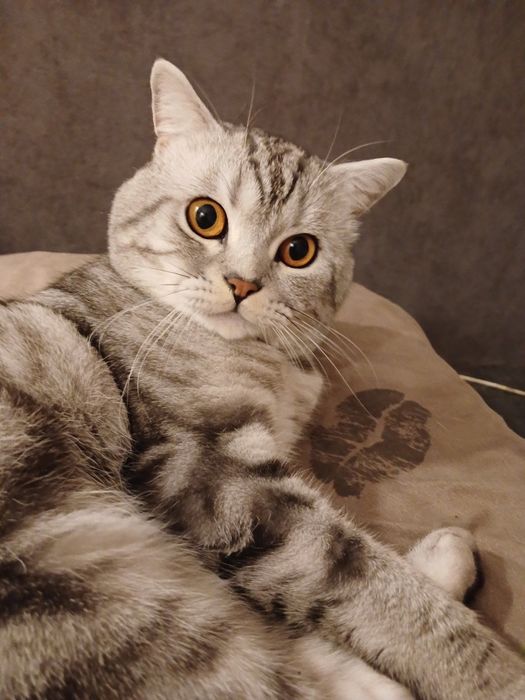 Чистокровний шотландець шукає наречену