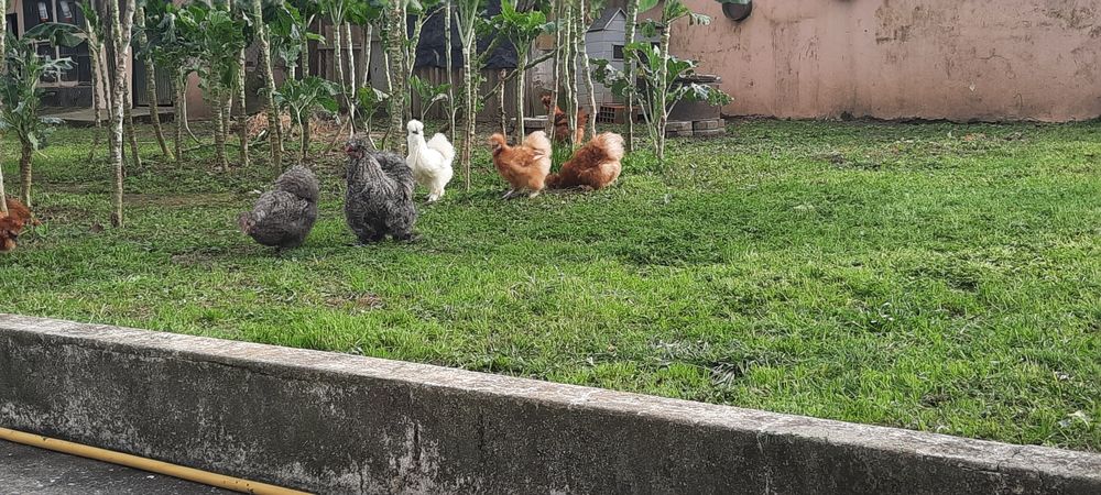 Pintos Sedosas do Japão ou Ovos Galados