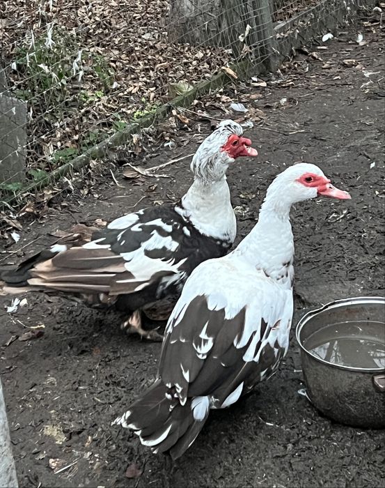 Индоутки. Мускусные утки. Семья для племя.