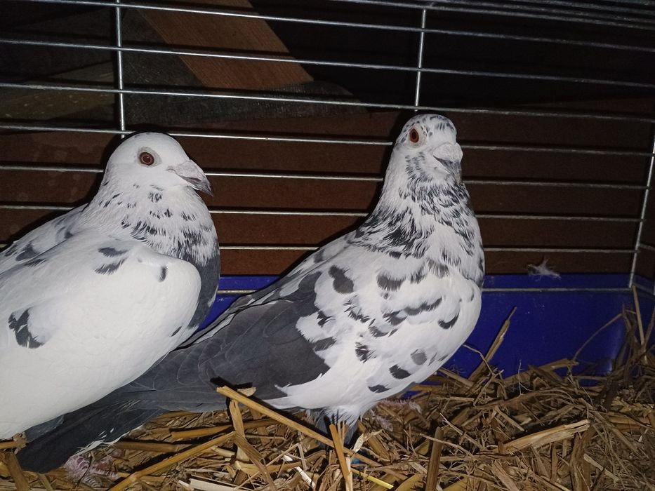 Gołębie pocztowe tygrysy