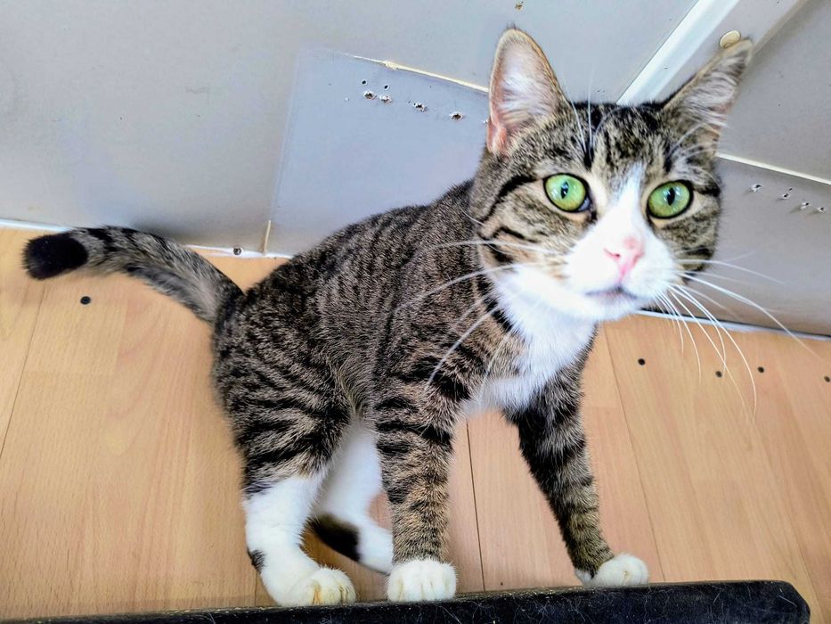 Karolina – zielonooka dama