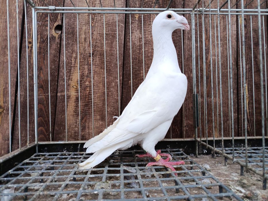 Rzeszowskie rzeszowski białe