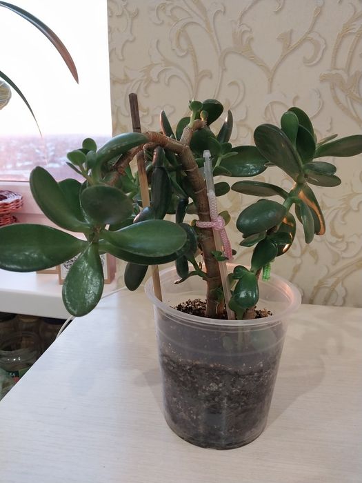 Квіточки на обмін