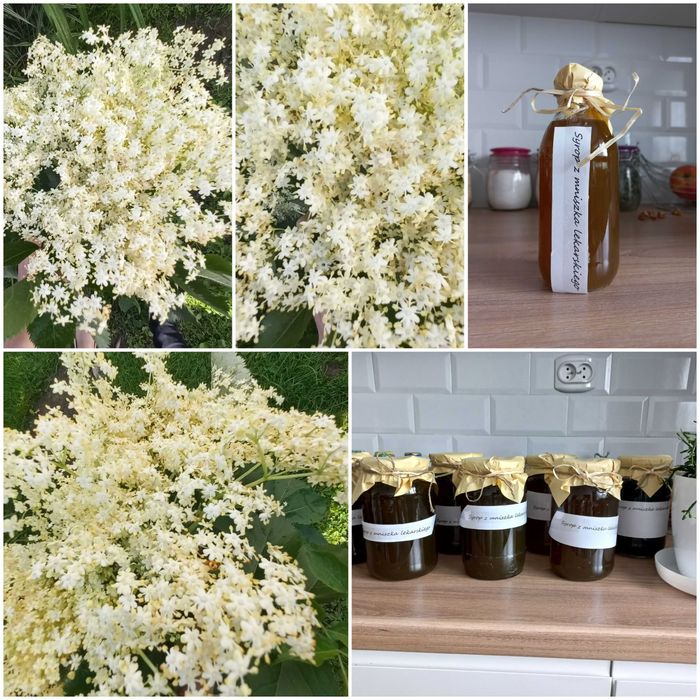 Syrop z kwiatów czarnego bzu