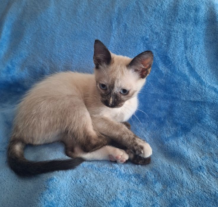Gatinhas para adopção